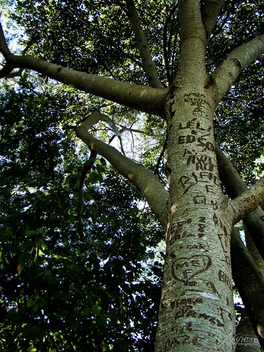 Árvore dos amores eternos