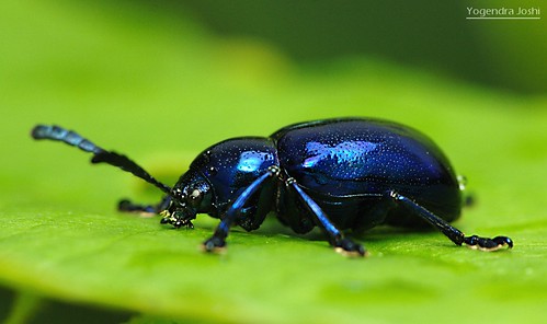 Blue Beetle by Yogendra174