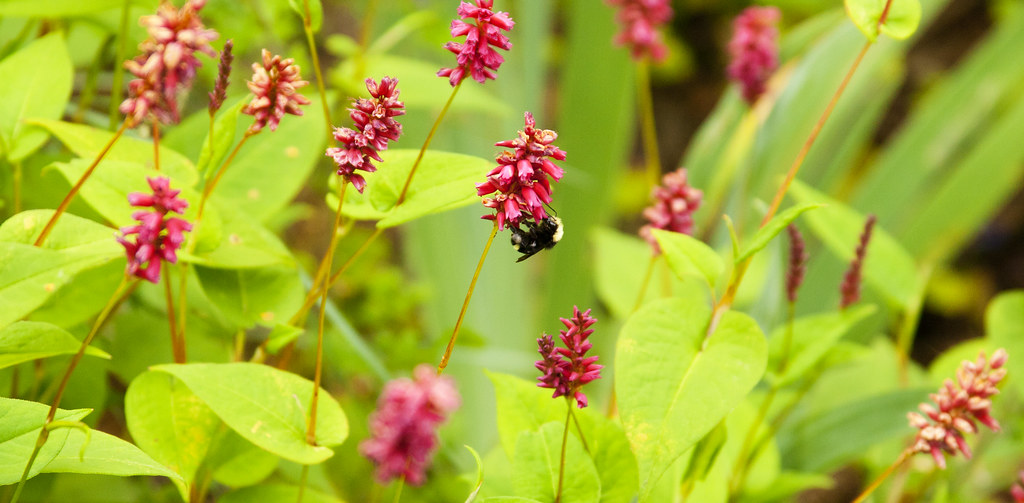 Bumble on Persicaria