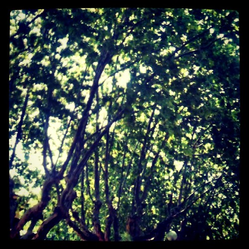 Si sólo ves los árboles, no verás la luz del sol entre las ramas by rutroncal