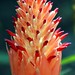 Bromeliad: FLAMING TORCH  #4