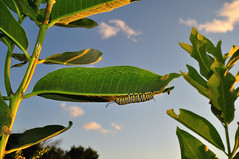 Monarch Caterpillar DSC_3415 by Mully410 * Images