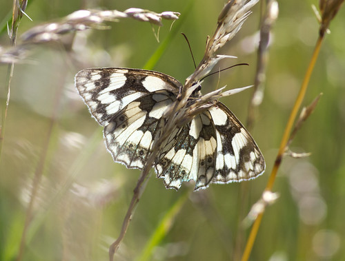 marbled white butterfly backlit