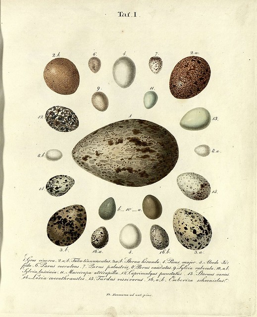 Die Eier der Vögel Deutschlands h, 1818