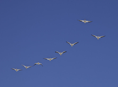Pelicans on the Wing