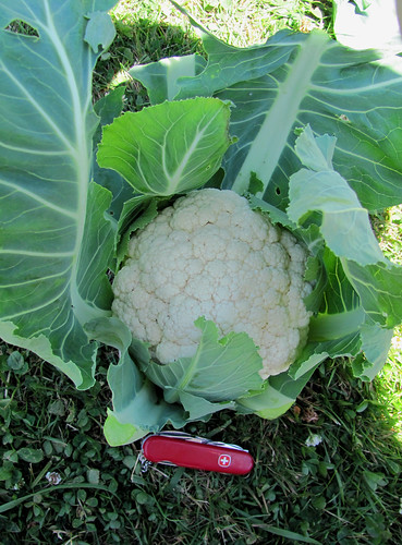 A perfect head of cauliflower!