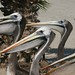 E mais pelicanos metidos!