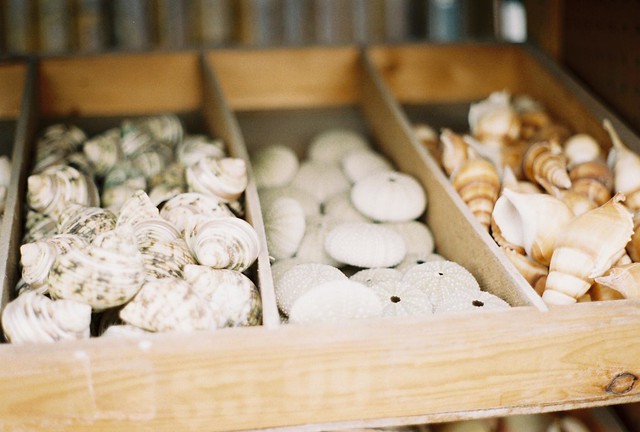 Seashells Organized Neatly