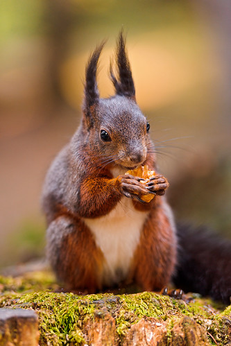 Squirrel eating a nut II