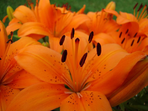 Asiatic orange lilies