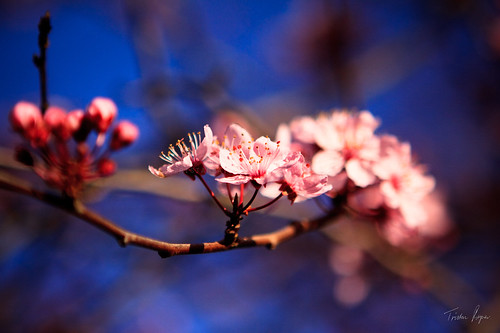 Cherry Blossoms 2 by cleangetaway