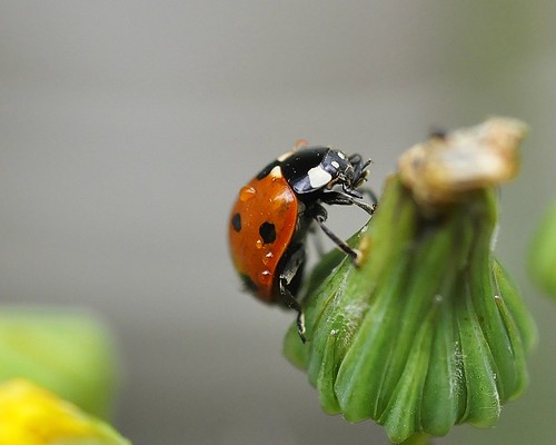 Ladybug 2 (Golden Diamond of the week september 2011)