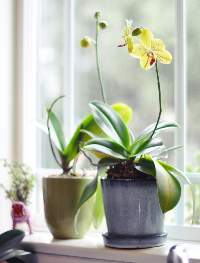 regrowing orchids on my kitchen window sill