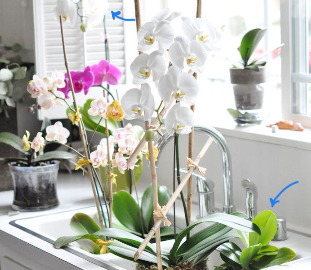 orchids in the sink watered 