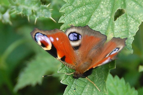 butterfly peacock