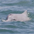 白海豚數量逐年減少，10年前，在漁港附近就能看到海豚，常常也一看到就是四、五十隻，現在能看到的數量一年不如一年。