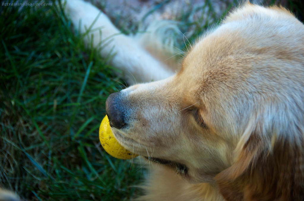 Golden and Ball