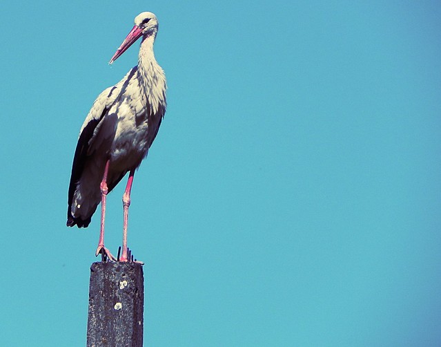Fashionable stork
