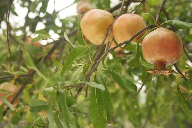 City Nature – Pomegranate Tree, Nizamuddin Chilla