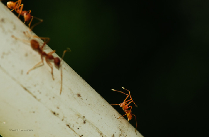 Ant - Spider
