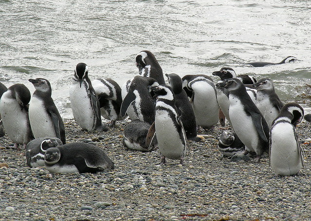 SA2010 CHILE-89 Turis-Otway, Punta Arenas -Magellan Penguins 智利 蓬塔阿雷纳斯 麦哲伦企鹅
