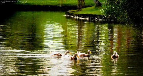 Ducky-Ducky by mylightbrowneyes