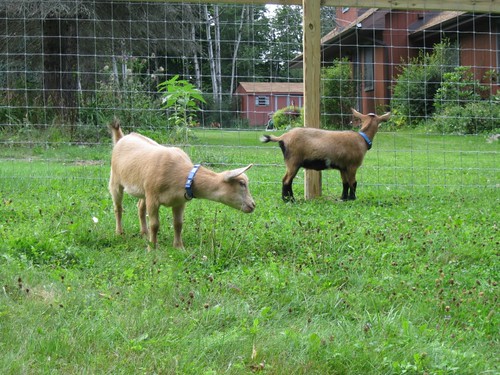 Anza and Josie in their new pen by elizabeth's*whimsies
