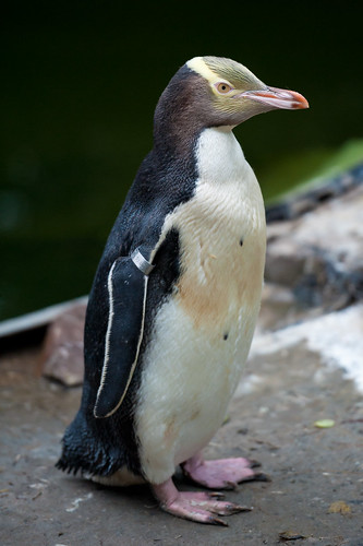 Yellow Eyed Penguin by Connis and Arthur