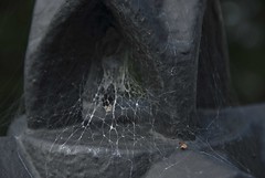 Cob Webs