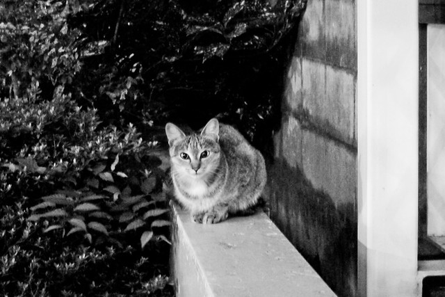 Today's Cat@2011-10-03