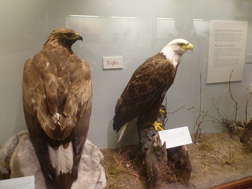 Golden and Bald Eagles