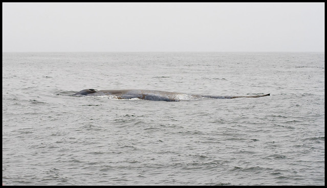 Blue Whale Rusty2 7-8-2011
