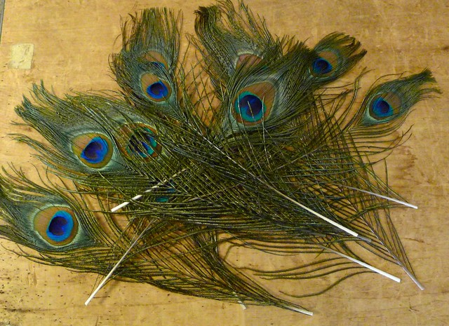 Feathers in a Pile