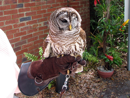 Merlin the Barred Owl