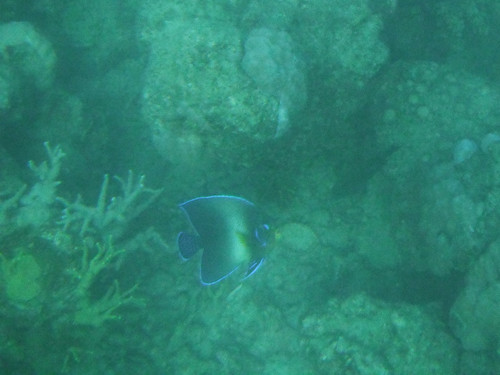 Semicircle Angelfish
