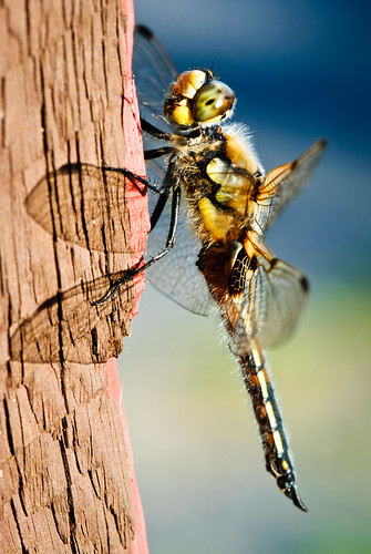 2011 07 12 Dragonflies 020