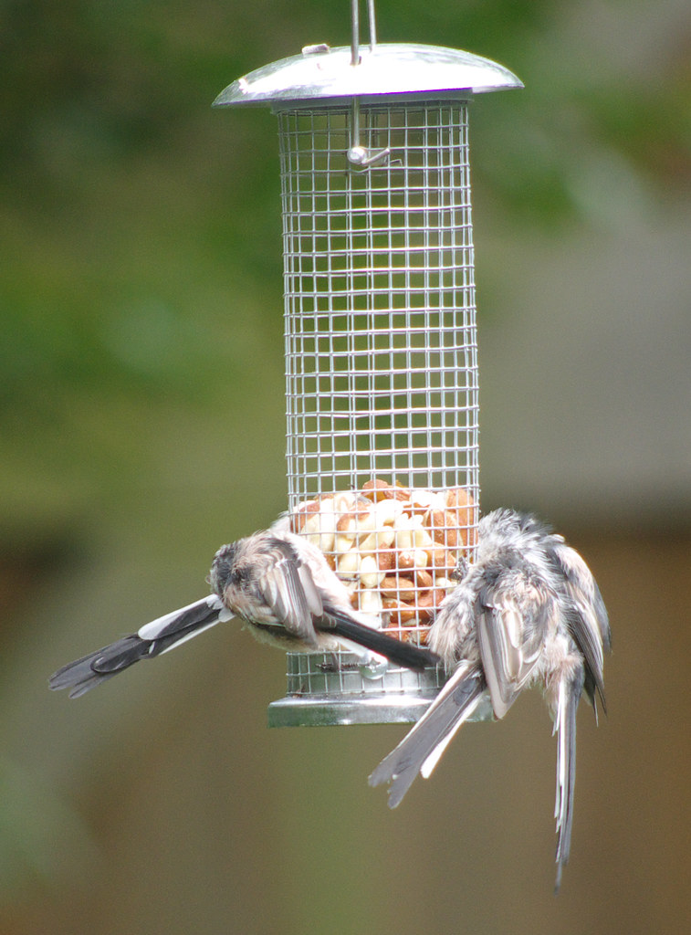 Long Tailed Tits 2