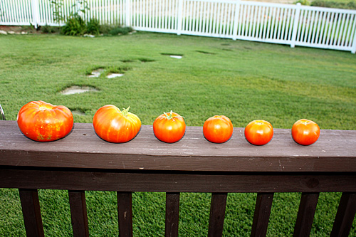 tomato-tuesday