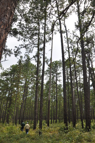 Mature longleaf pine trees reaches to the sky in East Texas.