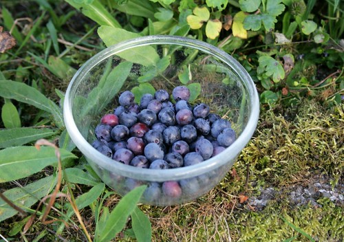 first blueberry harvest of the summer