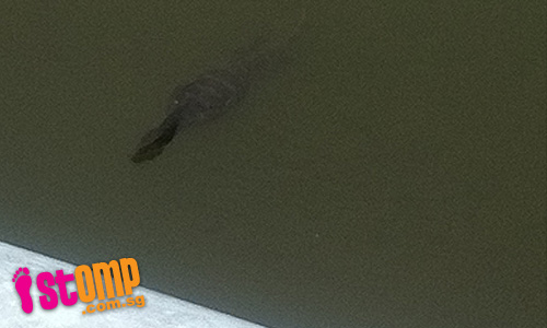 Baby crocodile spotted in Pasir Ris canal