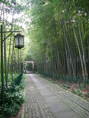 Bamboo-lined Path