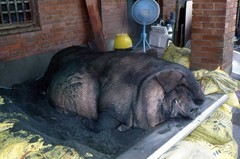 不健康不快樂的神豬，卻要用來祭拜神明。 圖片來源：台灣動物社會研究會。
