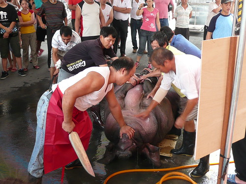 公開屠宰，未先迷昏豬隻活生生刺喉屠宰，違反人道屠宰。圖片來源：台灣動物社會研究會