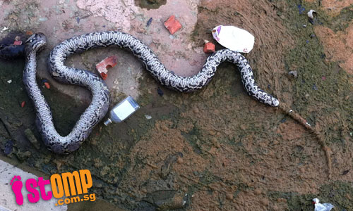 Dead python with smashed head found near Kallang River. Did someone kill it?