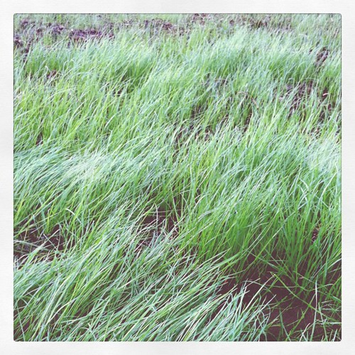 Our new lot's grass growing.