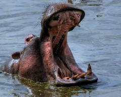 Hippo animal