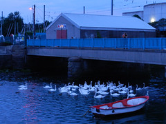 Thursday evening in Bray harbour