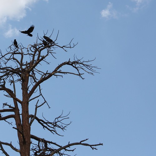 Ravens over Bryce
