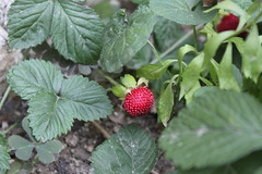 Baby strawberry